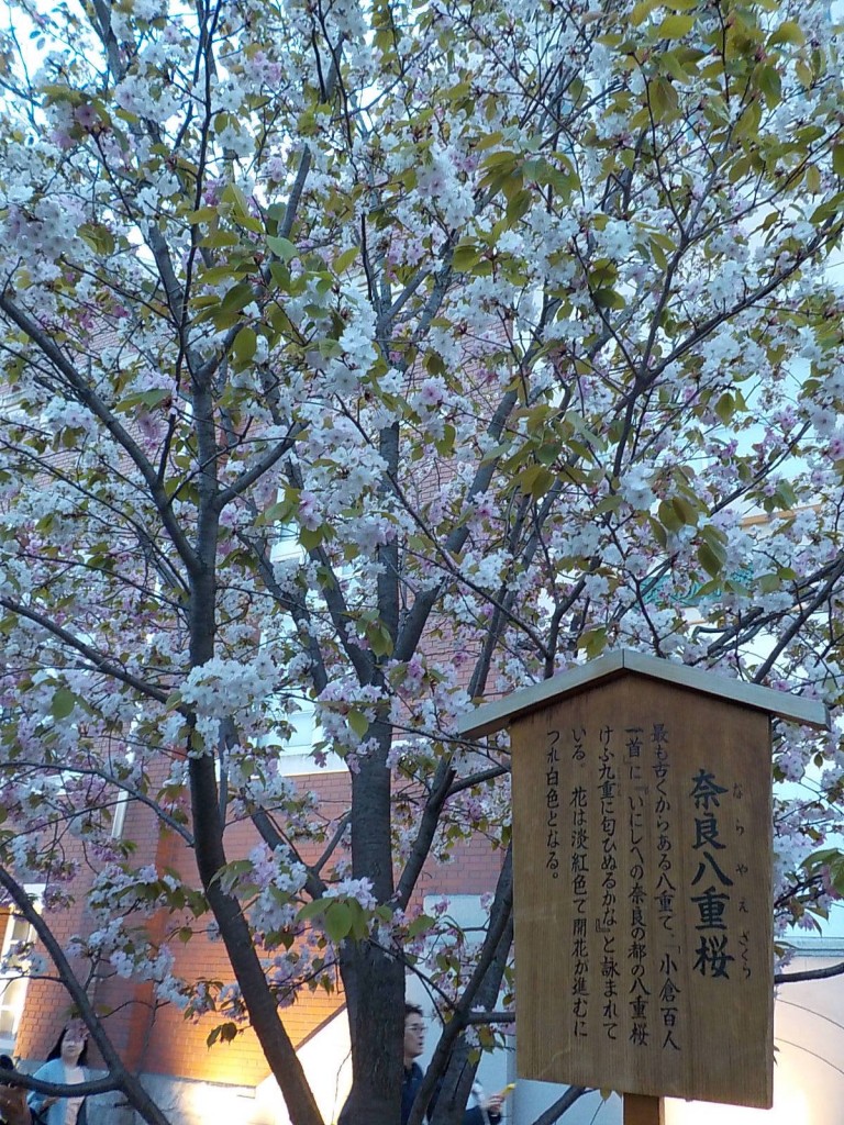 DSCN7151